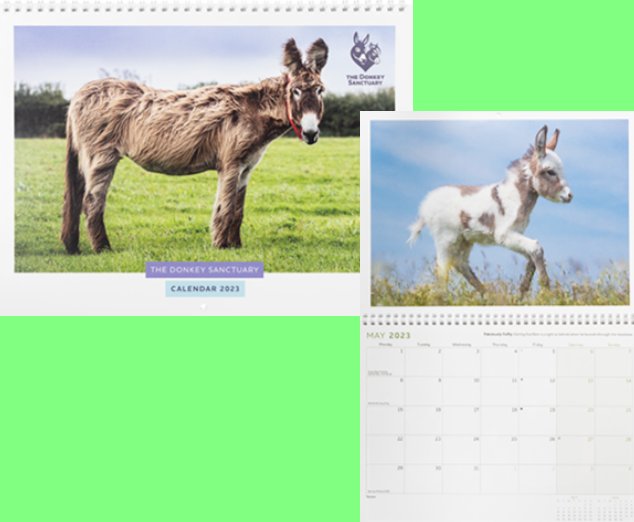 Donkeys - Calendriers 2021