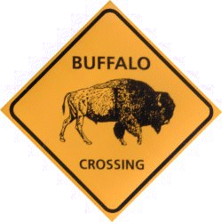 Buffalo Crossing Magnet