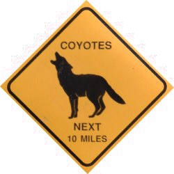 Coyotes Magnet